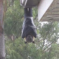 australia-scary-nature-animals-3-5d1b46e75d24b_605.jpg