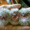 baby_porcupines_full-v21.jpg