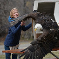 bald_eagle.jpg