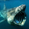 basking-shark.jpg
