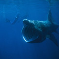 basking_shark.jpg