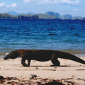 beachkomodo.jpg