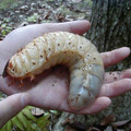 beetle_larva.jpg
