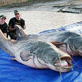 biggest-animals17.jpg