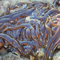 bootlace_worm.jpg