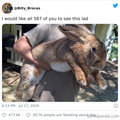 bunny.jpg