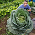 cabbage.jpg