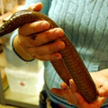 caecelian-300x200.jpg