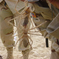 camel_spider.jpg