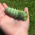 caterpillar.jpg