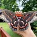 cecropia moth.jpg