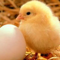 chick2.jpg