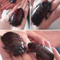 cockroaches.jpg