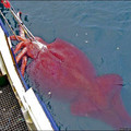 colassal-squid.jpg