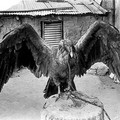 condor.jpg