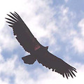 condor1.jpg