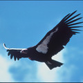 condor2.jpg