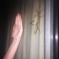 costa_rican_grasshopper.jpg