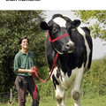 cow.jpg