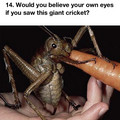 cricket.jpg
