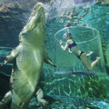 crocodile.jpg