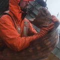 deep sea wolf eel.jpg