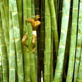 dendrocalamus giganteus.jpg