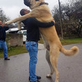 dog.jpg