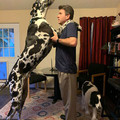 dog_next_to_6_2_man.jpg