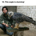eagle.jpg