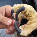 eagle_talon.jpg