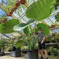 elephant ear.jpg