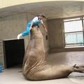 elephant_seal.jpg