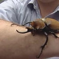 elephantbeetle.jpg