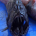 fangtooth.jpg