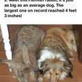 flemish rabbit.jpg