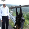 flying box bat.jpg