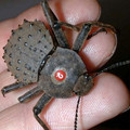 frigate-island-beetle.jpg