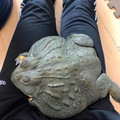 frog 2.jpg