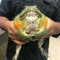 frog.jpg