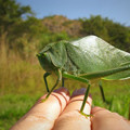 galleryimage-1004063606-jan-29-2012-600x450.jpg