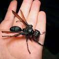 galleryimage-262844292-jan-29-2012-600x450.jpg