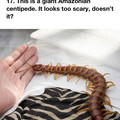 giant Amazonian centipede.jpg