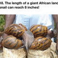 giant african land snails.jpg