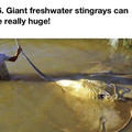 giant freshwater stingray.jpg
