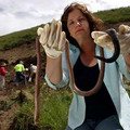 giant-gippsland-earthworm.jpg