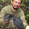 giant-rat.jpg