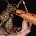 giant_weta_biggest_ever_found.jpg