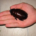 giantburrowingcockroach.jpg