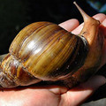 giantsnailbr6.jpg